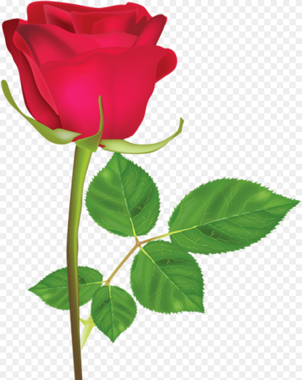 Rosa Roja Imagen De Una Sola Flor, Flower, Plant, Rose, Leaf Free Transparent Png