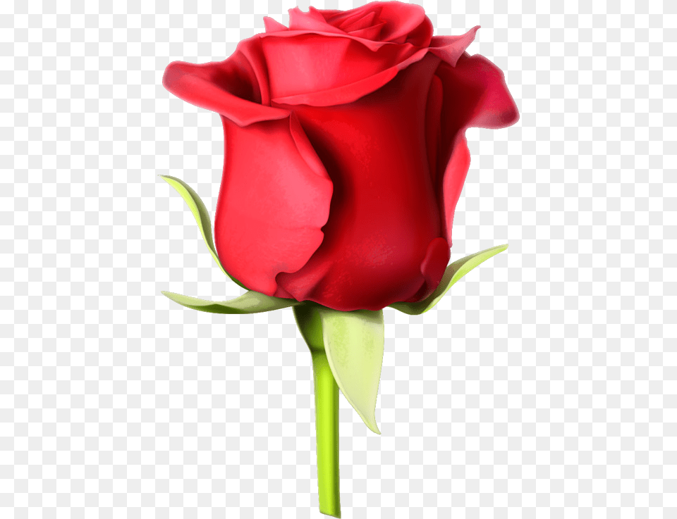 Rosa Roja Rose Images Hd Download, Flower, Plant Free Png