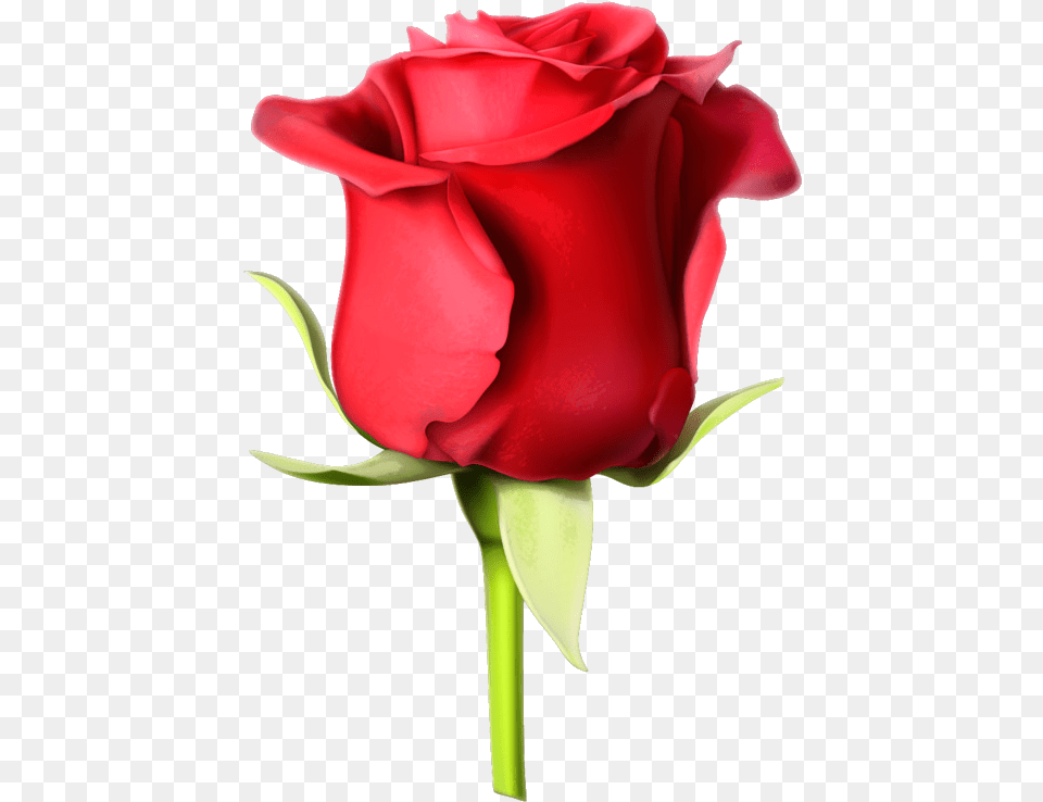 Rosa Roja Rose Images Hd Transparent Rose Flower Hd Images, Plant, Person Png Image