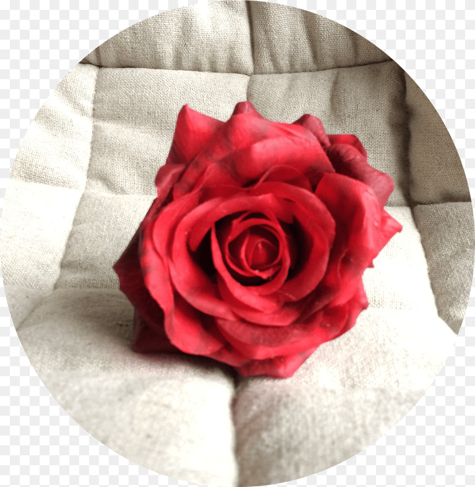 Rosa Roja Tacto Natural Rosa Natural, Plush, Toy, Disk Free Transparent Png