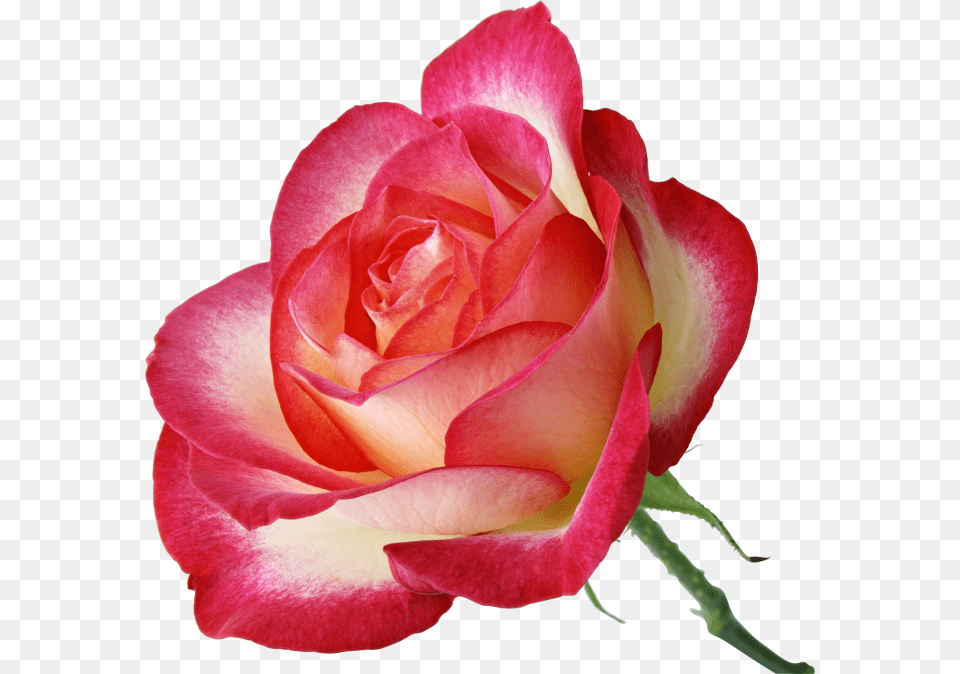 Rosa Rosada Linda, Flower, Plant, Rose, Petal Free Transparent Png