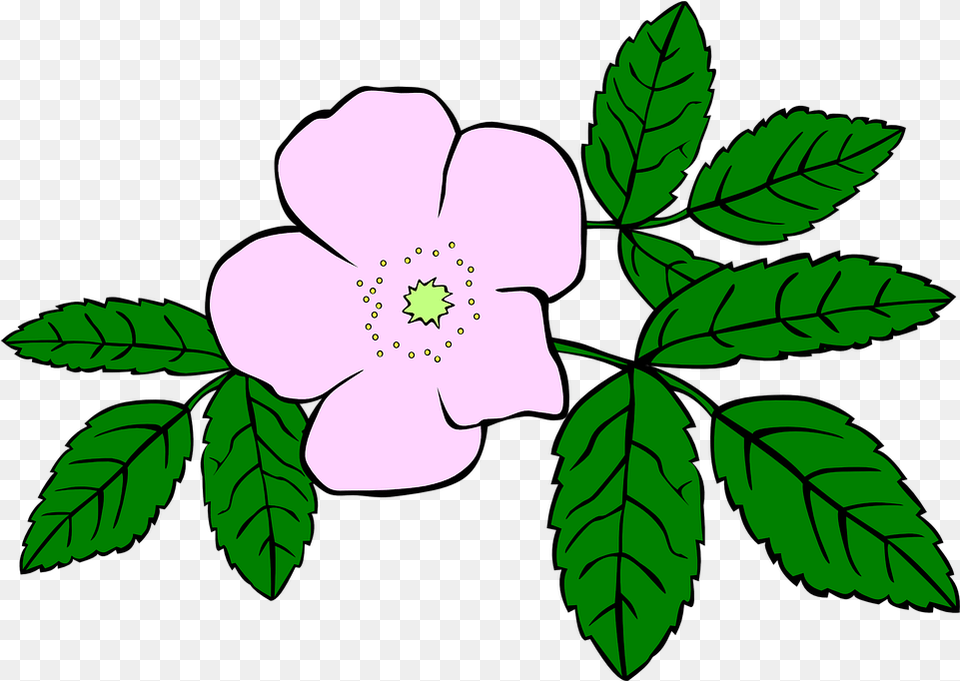 Rosa Rose Purple Vector Graphic On Pixabay Wild Flower Clipart, Anemone, Leaf, Plant, Herbal Png Image
