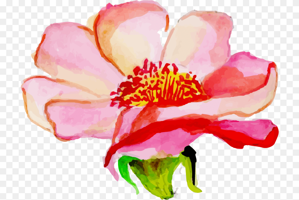 Rosa Rubiginosa, Flower, Petal, Plant, Anemone Png Image