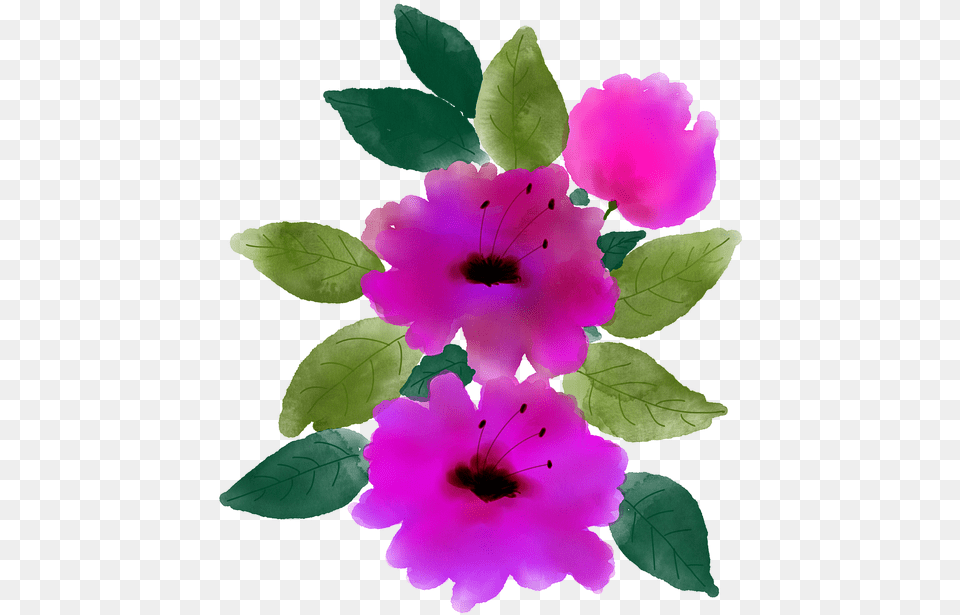Rosa Rubiginosa, Flower, Geranium, Petal, Plant Free Png Download