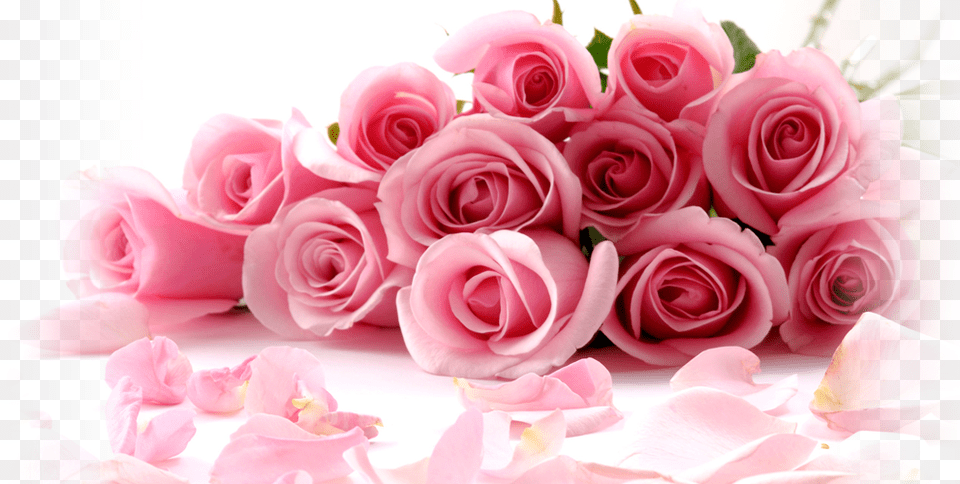 Rosa Shock New Wallpaper Flowers Rose, Flower, Flower Arrangement, Flower Bouquet, Petal Free Png Download