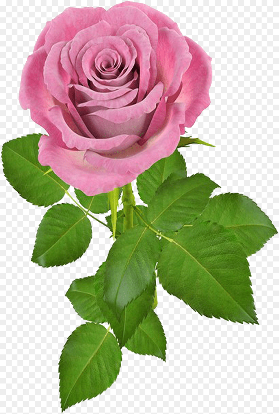 Rosa V Gif De Flores, Flower, Plant, Rose Png Image