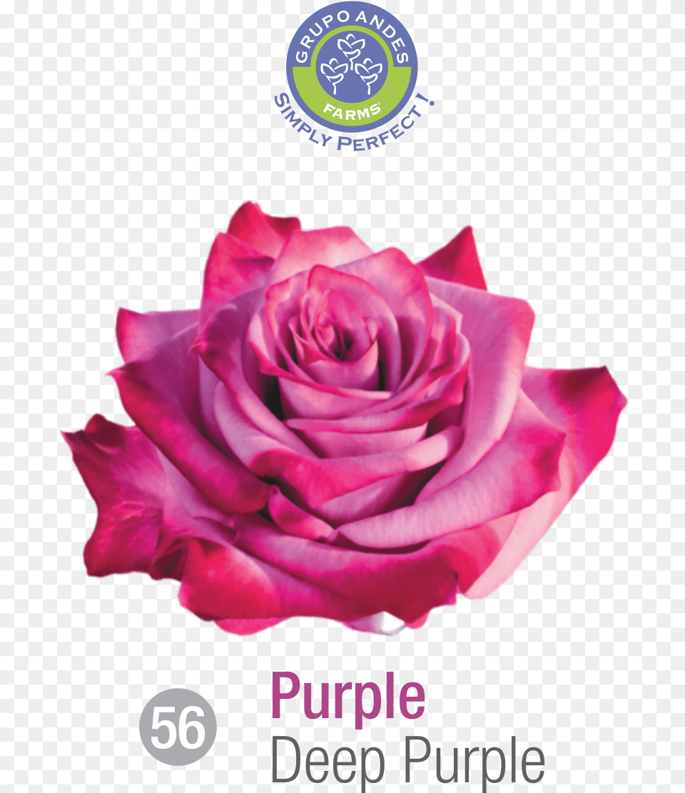 Rosa Variedad Deep Purple, Flower, Petal, Plant, Rose Png