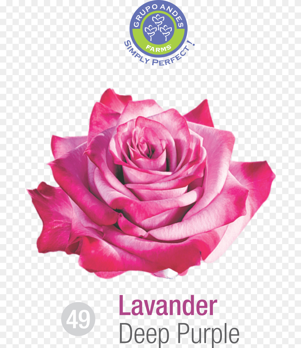 Rosa Variedad Deep Purple Grupo Andes Farms Portable Network Graphics, Flower, Plant, Rose, Petal Free Png