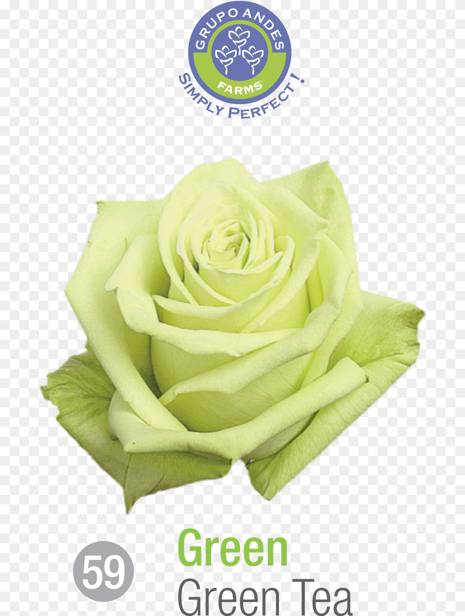 Rosa Variedad Green Tea, Flower, Plant, Rose Free Png