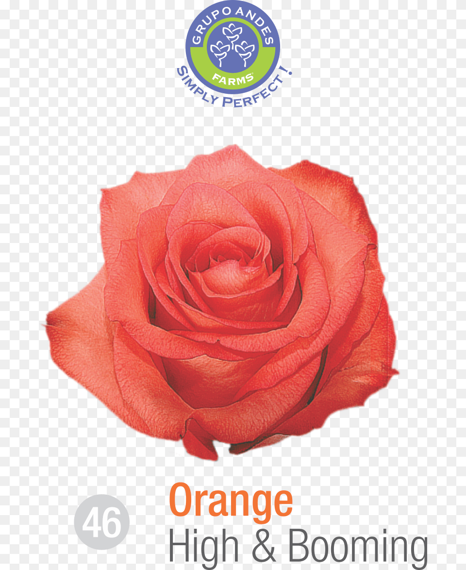 Rosa Variedad High Booming Grupo Andes Farms Variedad De Rosa Salma, Flower, Plant, Rose, Petal Free Transparent Png