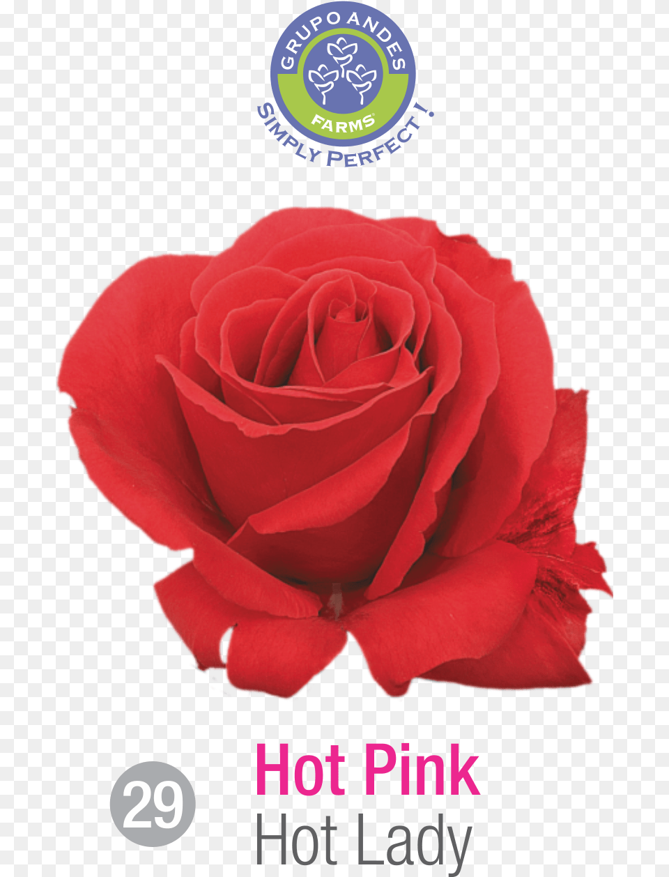 Rosa Variedad Hot Lady, Flower, Plant, Rose Png