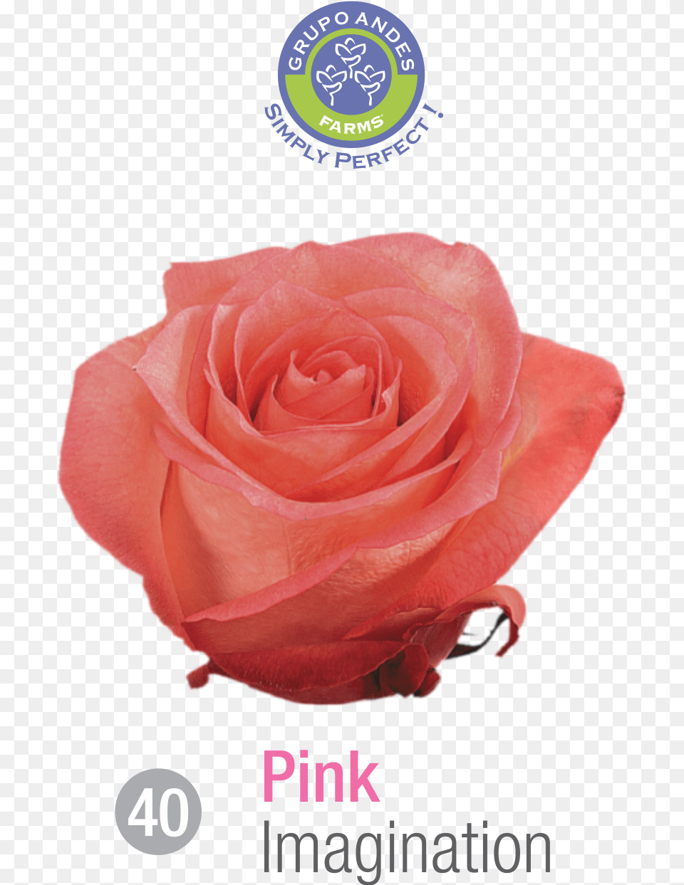 Rosa Variedad Imagination, Flower, Plant, Rose, Petal Png