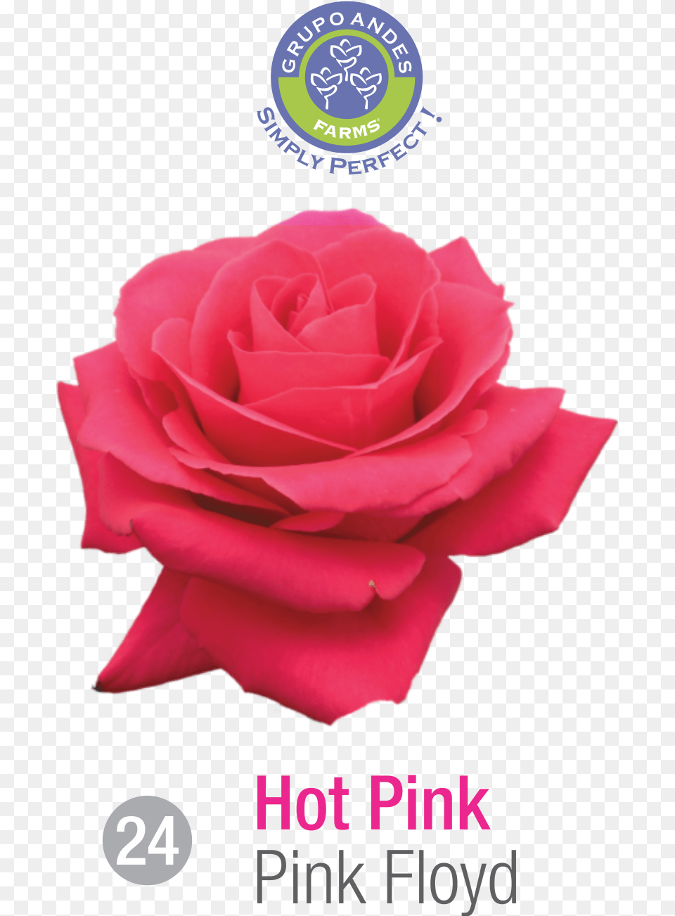 Rosa Variedad Pink Floyd Garden Roses, Flower, Petal, Plant, Rose Free Transparent Png