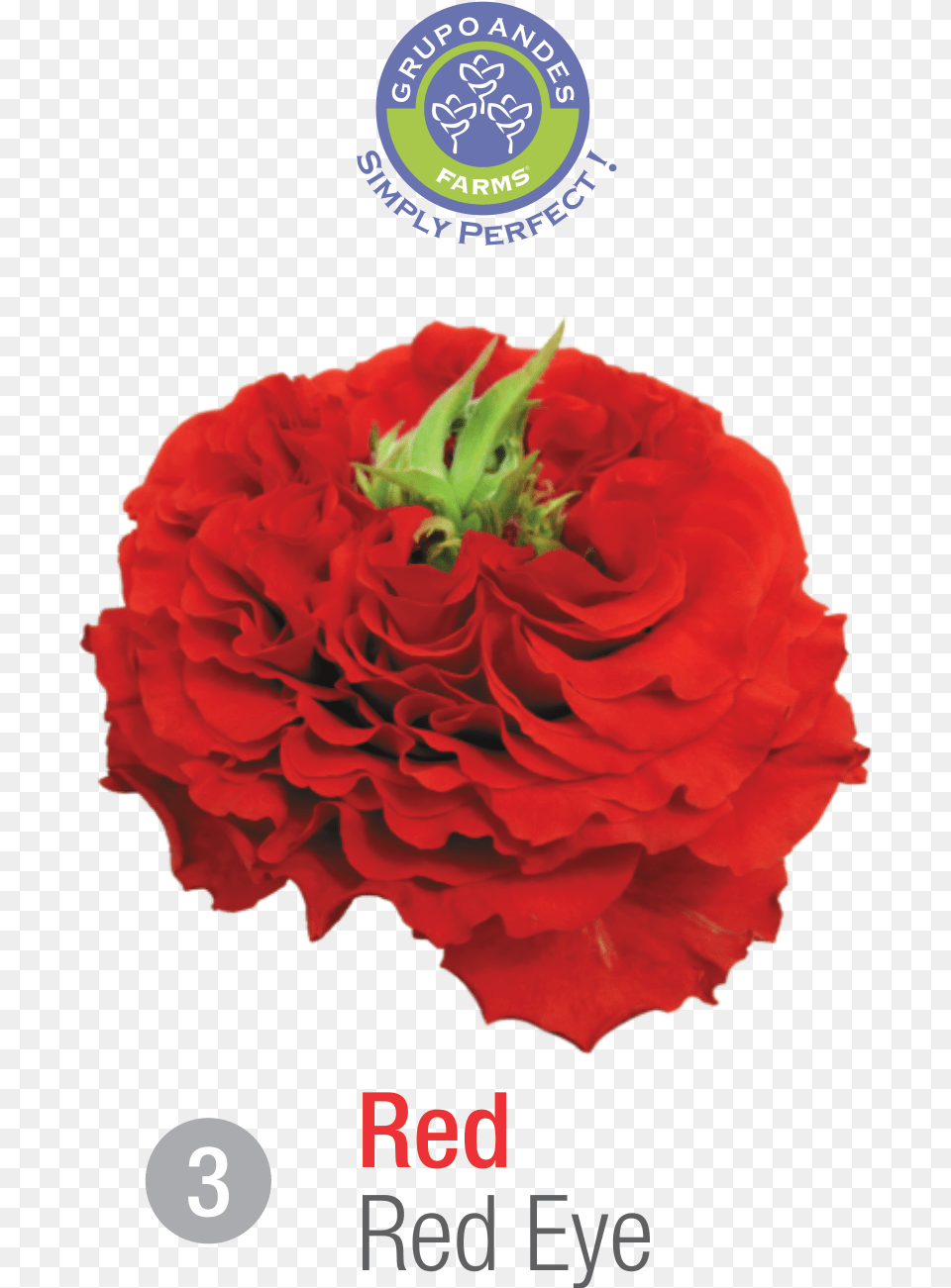 Rosa Variedad Red Eye Rose, Carnation, Flower, Plant, Petal Free Png Download