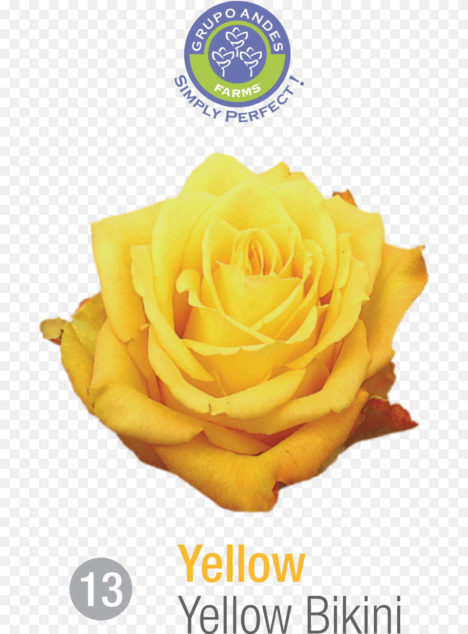 Rosa Variedad Yellow Bikini, Flower, Plant, Rose, Petal Png