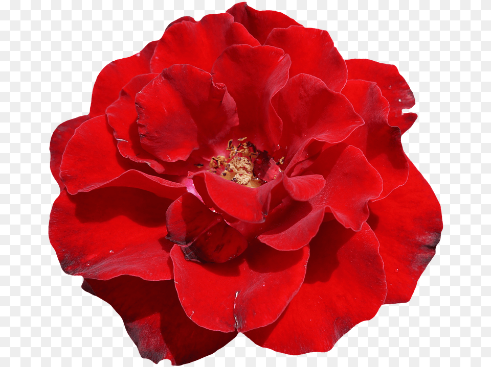 Rosa Vermelha Bela Schne Rote Rose Elegante Wedding Einladung, Flower, Geranium, Petal, Plant Free Png