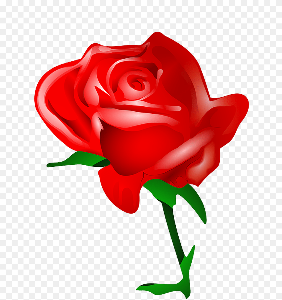 Rosa Vermelha Em Quero Imagem, Flower, Plant, Rose, Dynamite Free Transparent Png