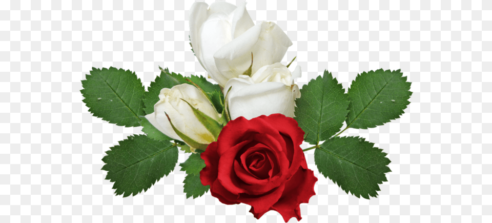 Rosa Vermelha Rose Red And White Flowers, Flower, Plant, Flower Arrangement, Flower Bouquet Png Image
