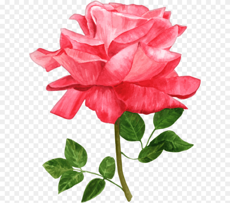 Rosa Vermelha Rose Water Color, Flower, Leaf, Petal, Plant Png