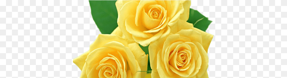 Rosas Amarelas Yellow Roses Images, Flower, Plant, Rose, Petal Free Transparent Png