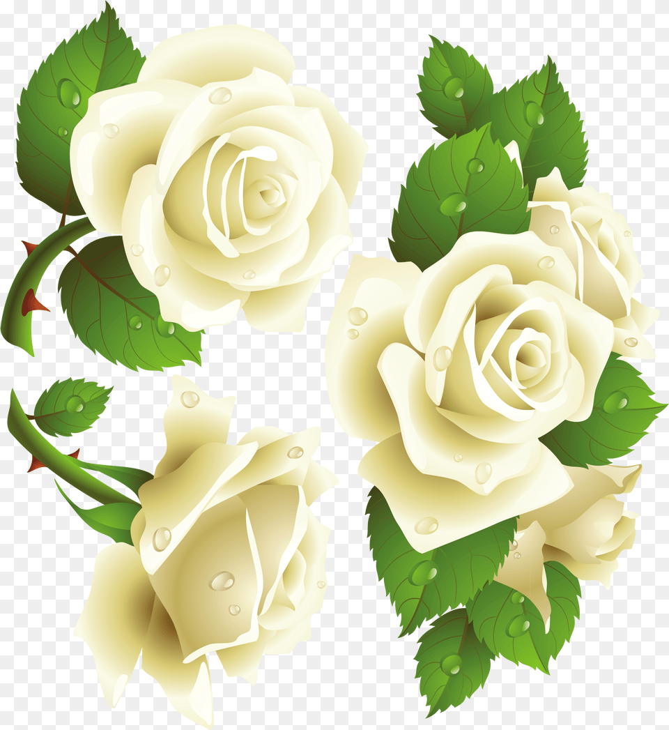 Rosas Blancas, Flower, Plant, Rose Png
