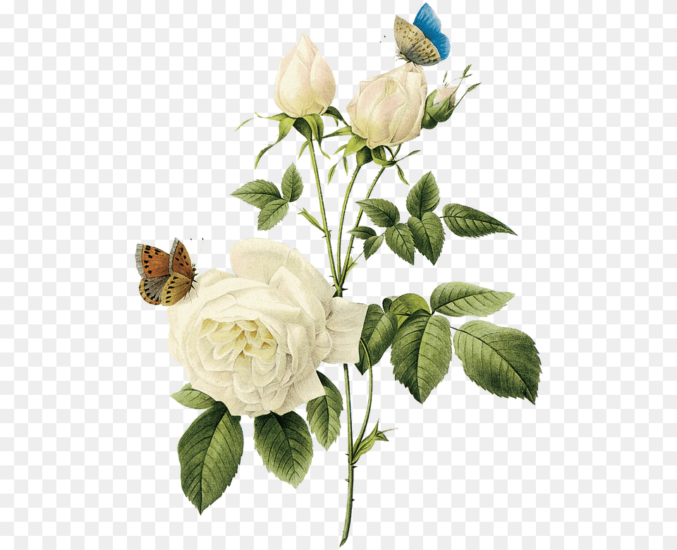 Rosas Blancas, Flower, Petal, Plant, Rose Png Image