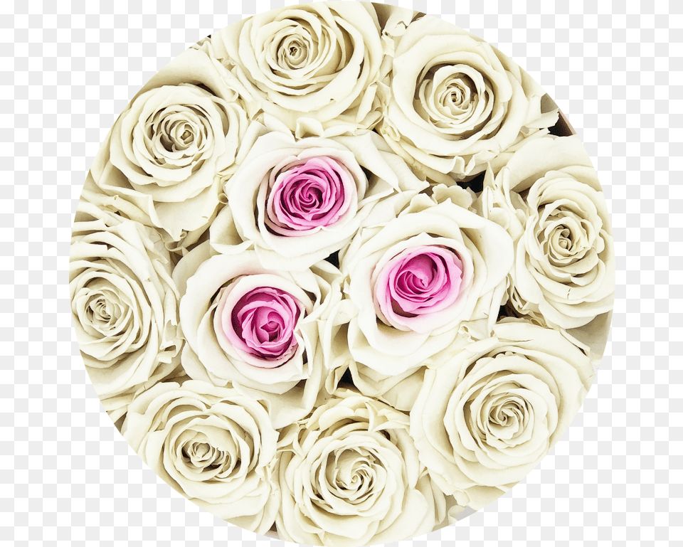 Rosas Blancas Download, Rose, Plant, Flower, Flower Arrangement Png Image