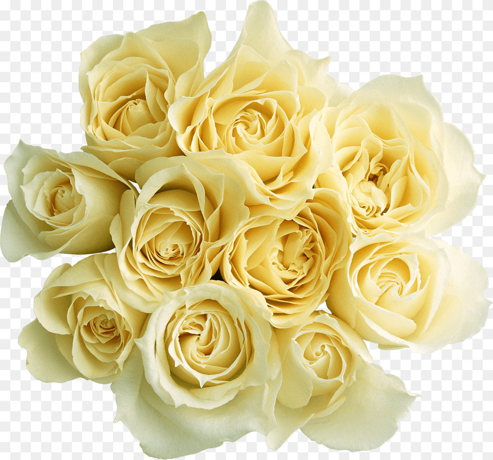 Rosas Blancas Obrazki Miego Wieczoru, Flower, Flower Arrangement, Flower Bouquet, Plant Png Image