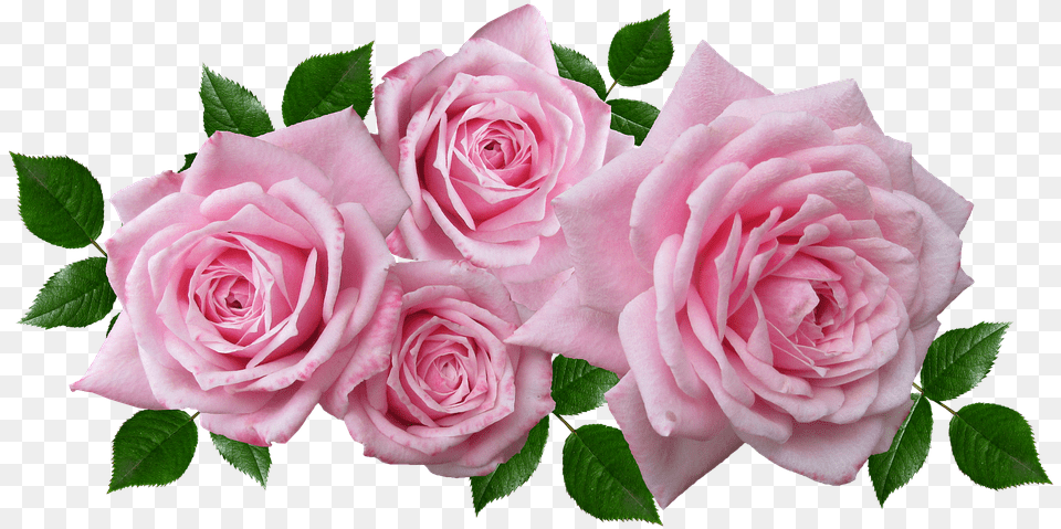 Rosas Florales Acuerdo Romntico Jardn Pink Flower Arrangement, Plant, Rose, Petal, Flower Arrangement Free Png Download