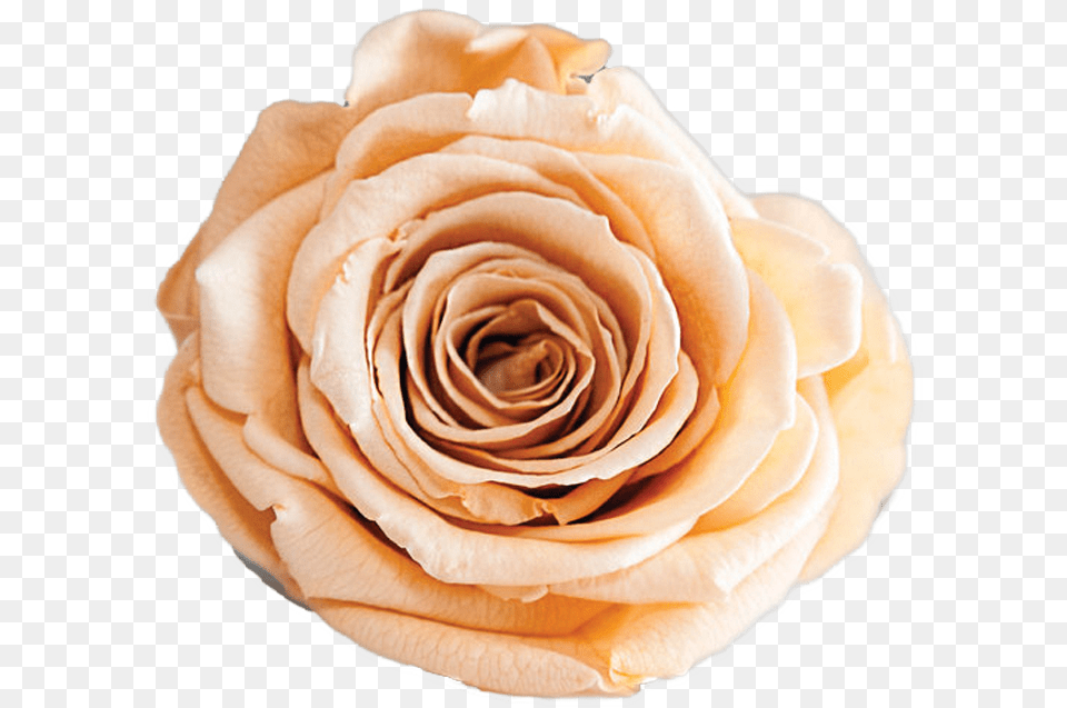 Rosas Preservadas Y Naturales The Prestige Roses, Flower, Plant, Rose, Petal Free Png