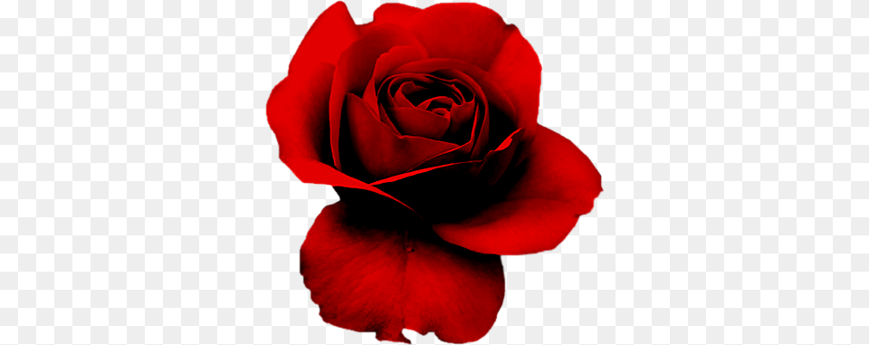 Rosas Quero Imagem, Flower, Plant, Rose, Petal Free Transparent Png