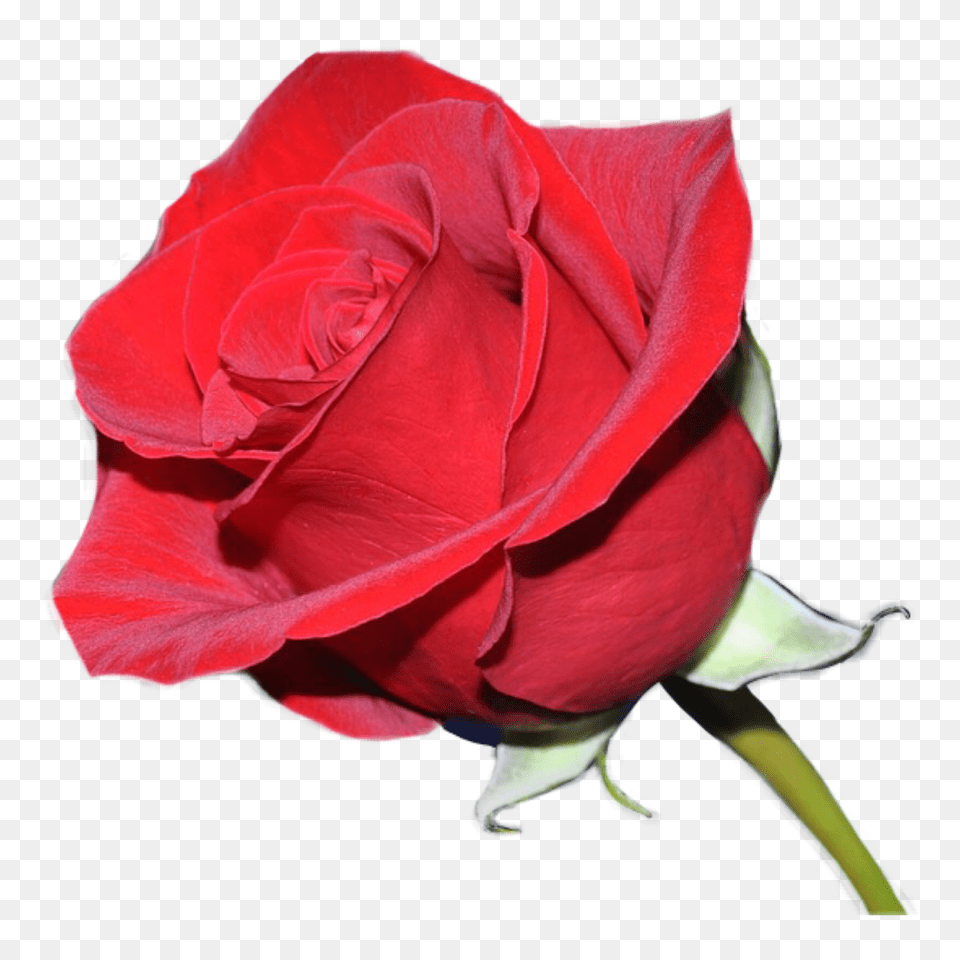 Rosas Rojas, Flower, Plant, Rose Free Png Download