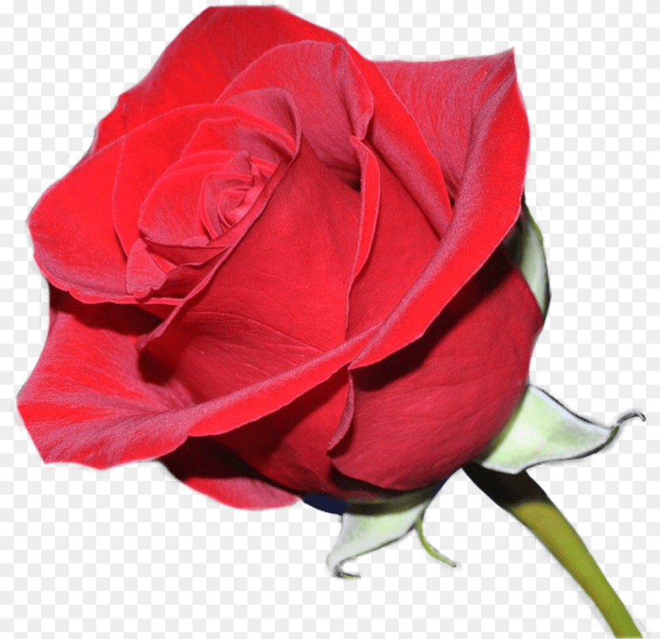 Rosas Rojas Amharic Love, Flower, Plant, Rose Free Transparent Png