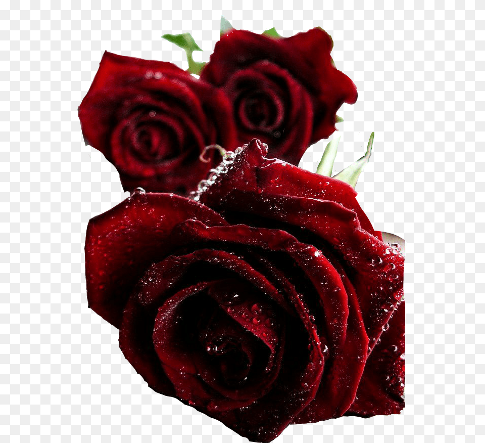Rosas Rojas Flores Stickers Beautiful Dark Red Roses, Flower, Plant, Rose, Petal Free Png Download