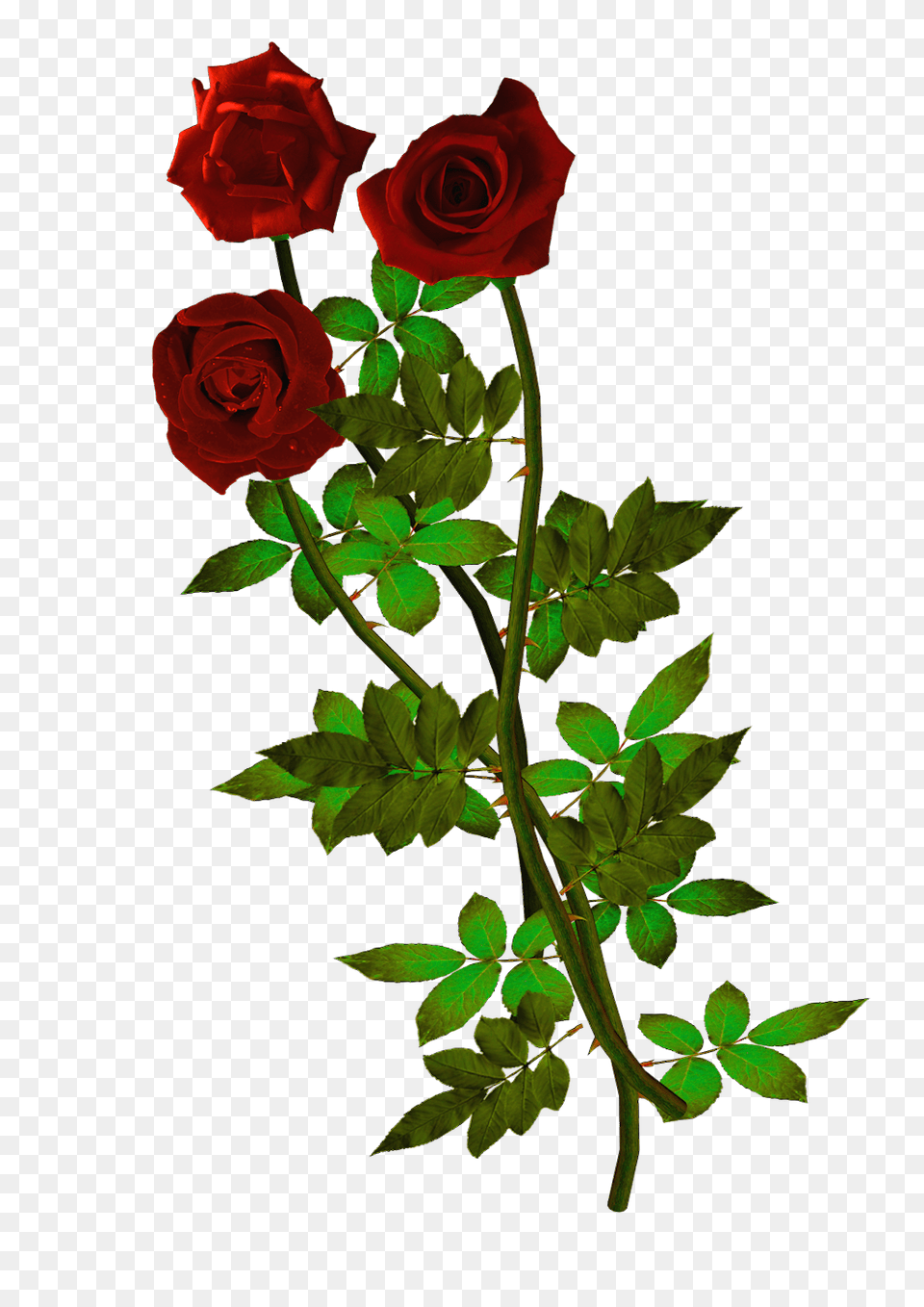 Rosas Rojas Fondos De Pantalla Y Mucho, Flower, Flower Arrangement, Plant, Rose Png