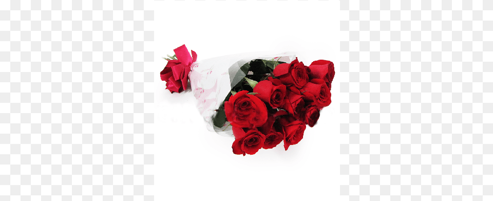Rosas Rojas Garden Roses, Flower, Flower Arrangement, Flower Bouquet, Plant Png Image