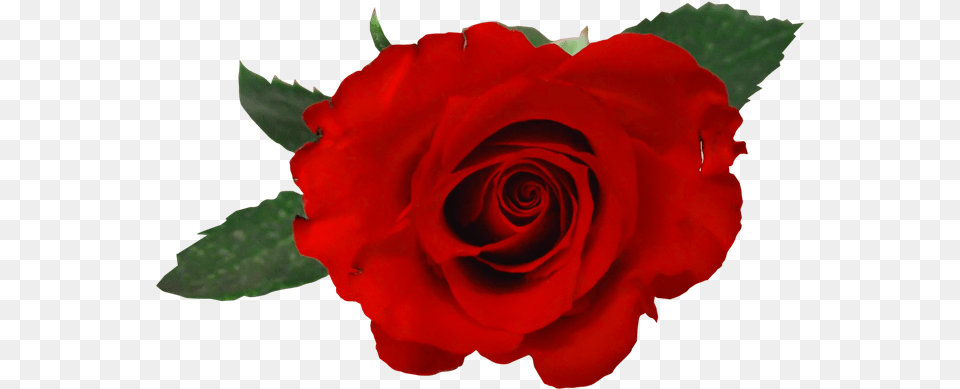 Rosas Rojas Para Photoshop Rosas Rojas Dibujos, Flower, Plant, Rose Free Png