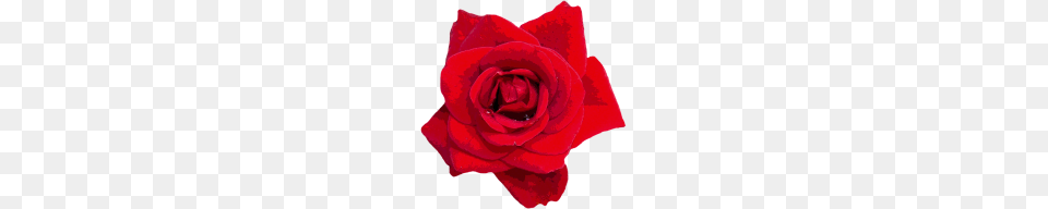 Rosas Rojas Por Spreadshirt, Flower, Plant, Rose, Petal Free Png Download