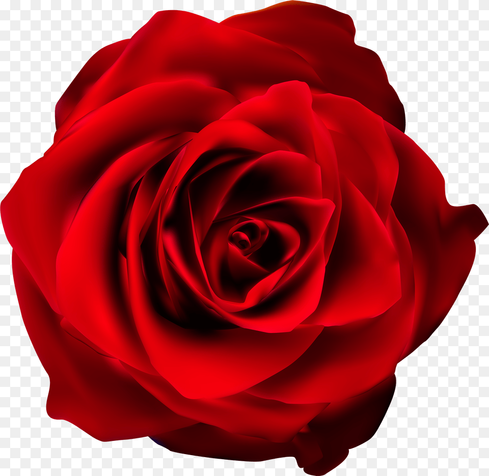 Rosas Rojas Red Rose Background, Flower, Plant Free Png