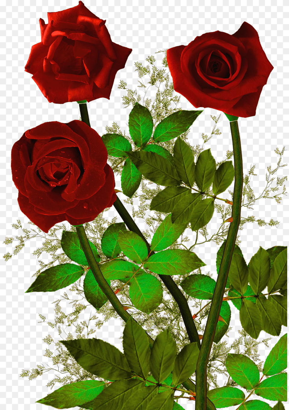 Rosas Rojas Rose And Heart, Flower, Plant, Flower Arrangement Png Image