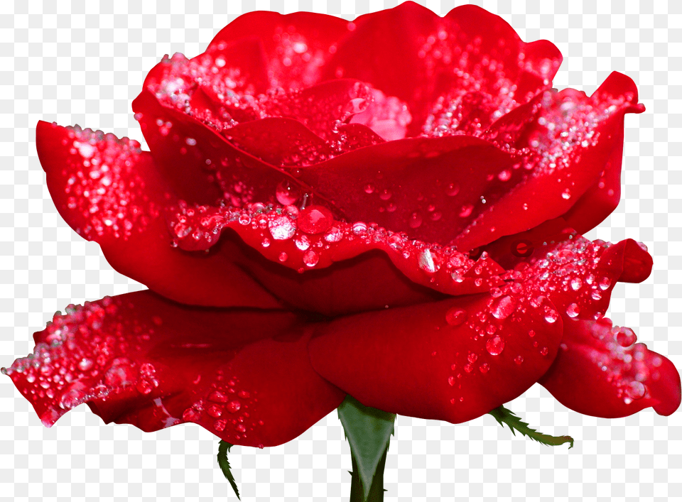 Rosas Rojas Top Most Beautiful Flowers In The World, Flower, Plant, Rose, Petal Free Png Download