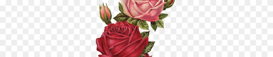 Rosas Rojas Vector, Flower, Plant, Rose, Petal Free Png Download