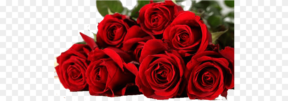 Rosas Rojas Vector Flower, Flower Arrangement, Flower Bouquet, Plant, Rose Free Transparent Png