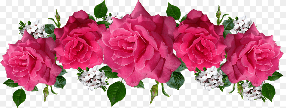 Rosas Rosa Flores Daphne Acuerdo Jardn Rosas Pink, Flower, Flower Arrangement, Flower Bouquet, Plant Free Transparent Png