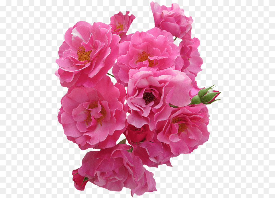 Rosas Rosa Flores Rosas De Jardn La Naturaleza Real Pink Flowers, Flower, Flower Arrangement, Flower Bouquet, Geranium Png