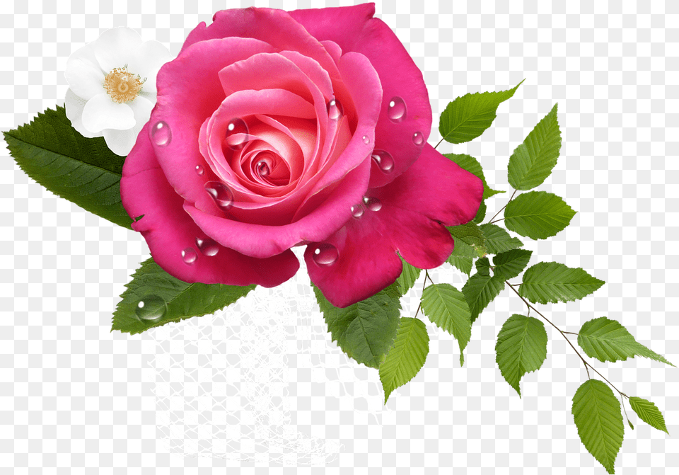 Rosas Rosa Some People Only Love You As Much, Flower, Flower Arrangement, Flower Bouquet, Plant Free Png