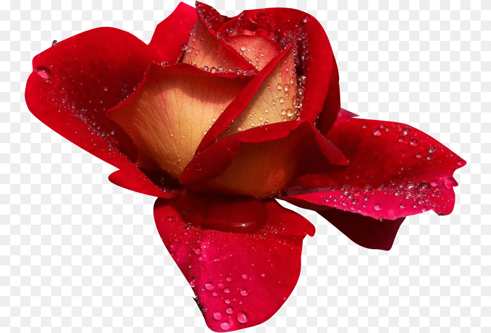 Rosas Rosas De Amor, Flower, Petal, Plant, Rose Free Png