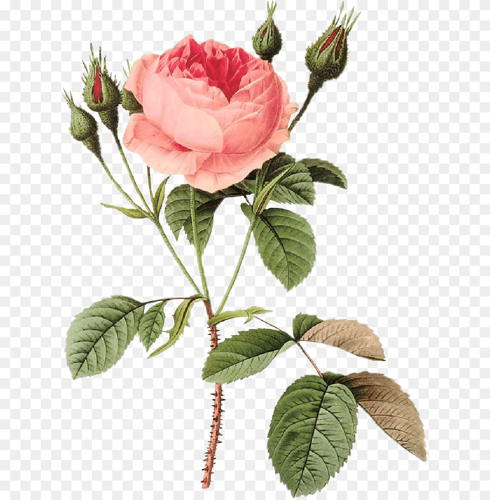 Rosas Roses Drawing Draw Dibujo Tumblr Aesthetic Pierre Joseph Redoute Rose, Flower, Plant, Leaf, Petal Free Png