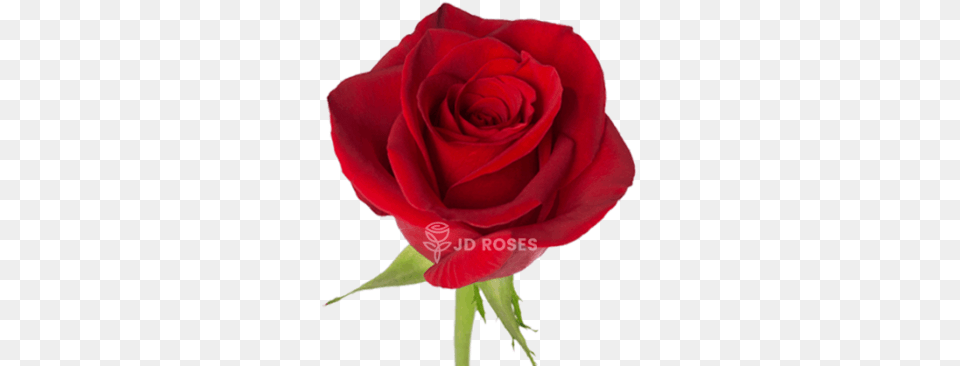 Rosas Sant Jordi Venta Al Por Mayor Y Menor Jd Roses Lovely, Flower, Plant, Rose Free Png Download