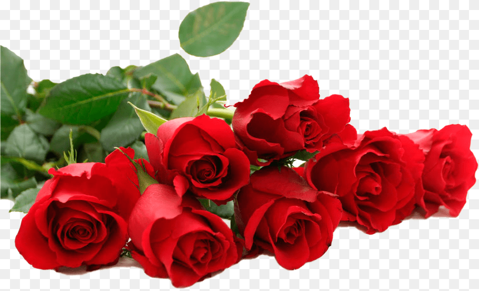 Rosas Sinfondo Rose Flowers, Flower, Plant, Flower Arrangement, Flower Bouquet Free Png